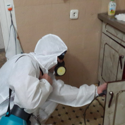Дезинфекция от муравьев в квартире в Новогиреево метро Москвы